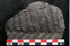 Foto (Detailansicht) von Plantae indet.  (NHMW-GEO-2024-0188-11186)